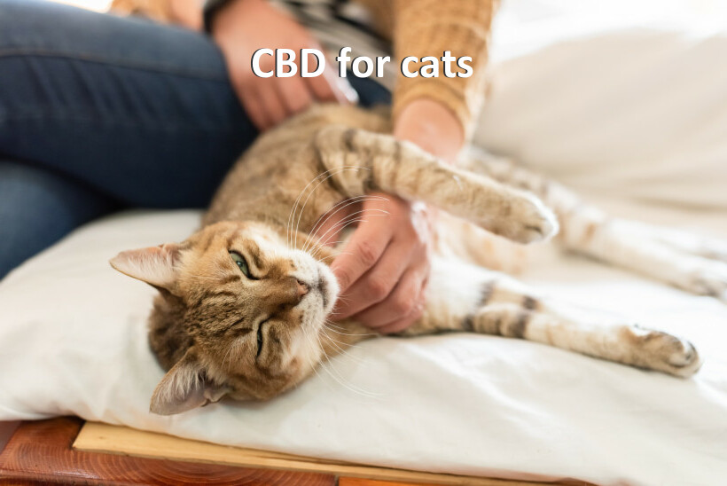 CBD for cats