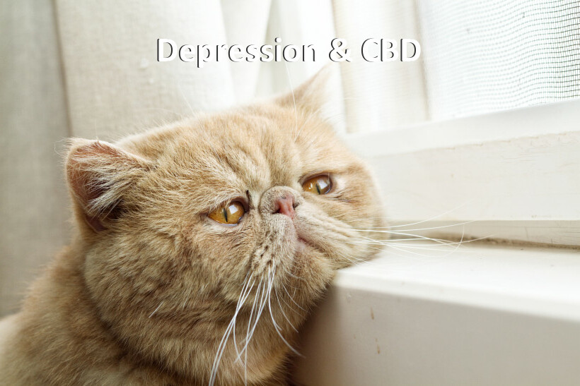 Depression & CBD