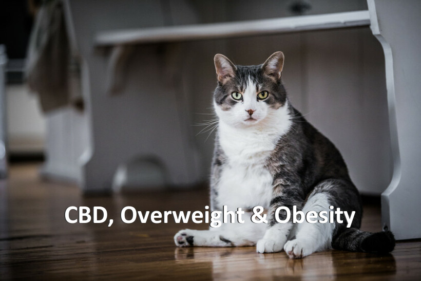 CBD, Overweight & Obesity