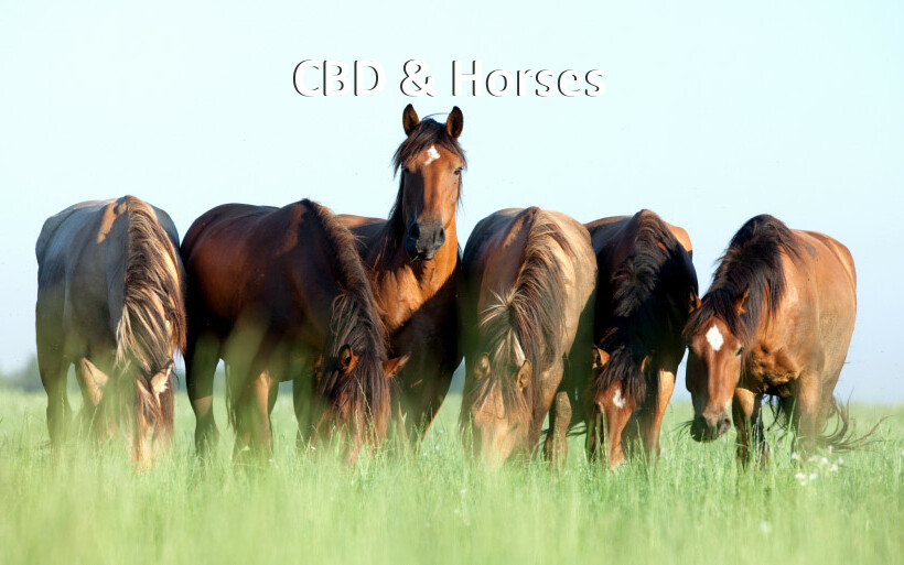 CBD & Horses