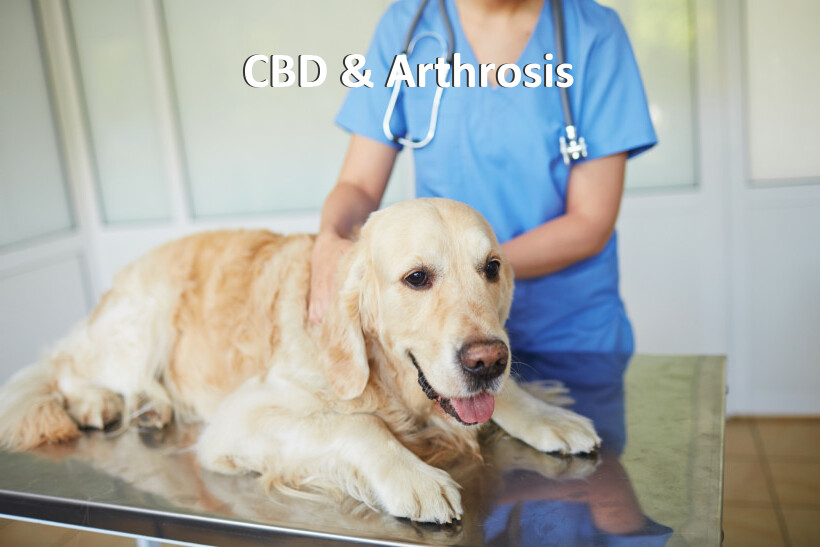 CBD & Arthrosis