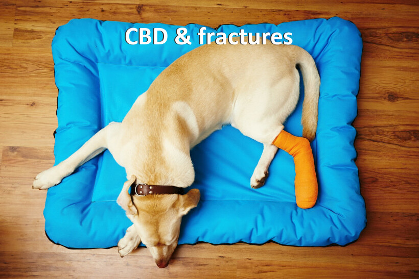 CBD & fractures