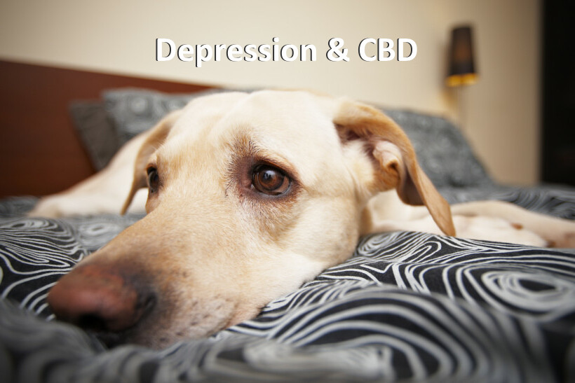 Depression In Dogs And Cbd