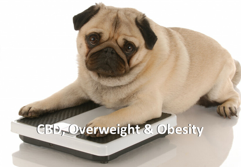 CBD, Overweight & Obesity