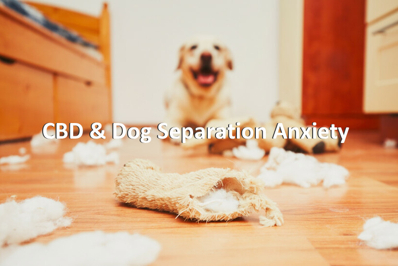 CBD & Dog Separation Anxiety 