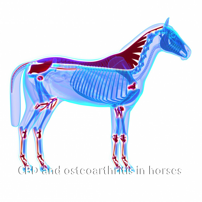 CBD and osteoarthritis in horses