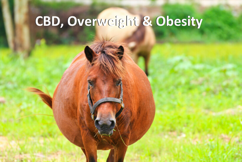 CBD, Overweight & Obesity 