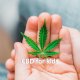 Can we give CBD to children ?