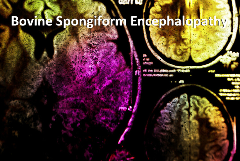 Bovine Spongiform Encephalopathy