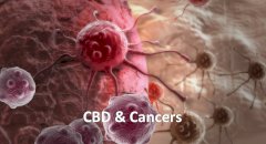 CBD and Cancer