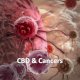 CBD and Cancer