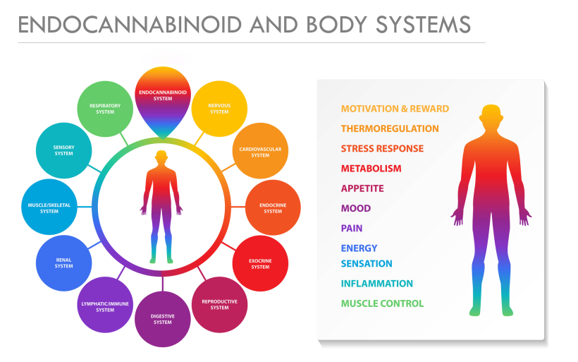 endocannabinoid system, human body