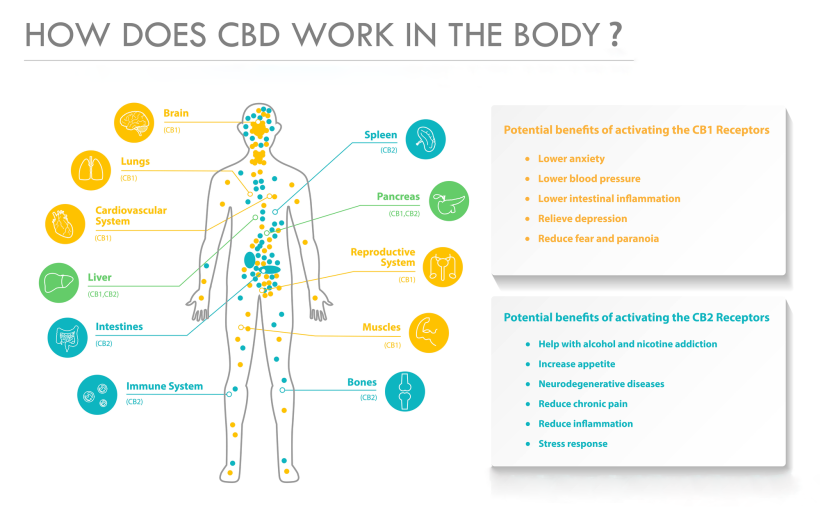 how cbd acts in the body