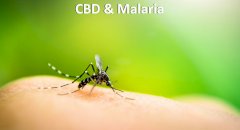 CBD & Malaria