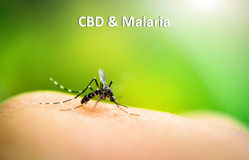 CBD & Malaria