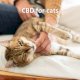 CBD for cats