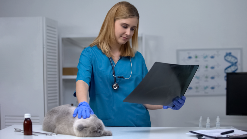 veterinarian cat and cbd