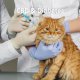 CBD and diabetes in cats