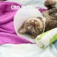 CBD and fractures in cats