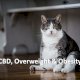 CBD, overweight and obesity in cats