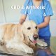 CBD and arthrosis in dogs
