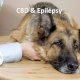 CBD and epilepsy in dogs