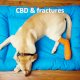 CBD and fractures in dogs