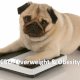 CBD, overweight and obesity in dogs