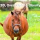CBD, overweight and obesity in horses