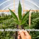 Growing Cannabis Sativa CBD in a greenhouse