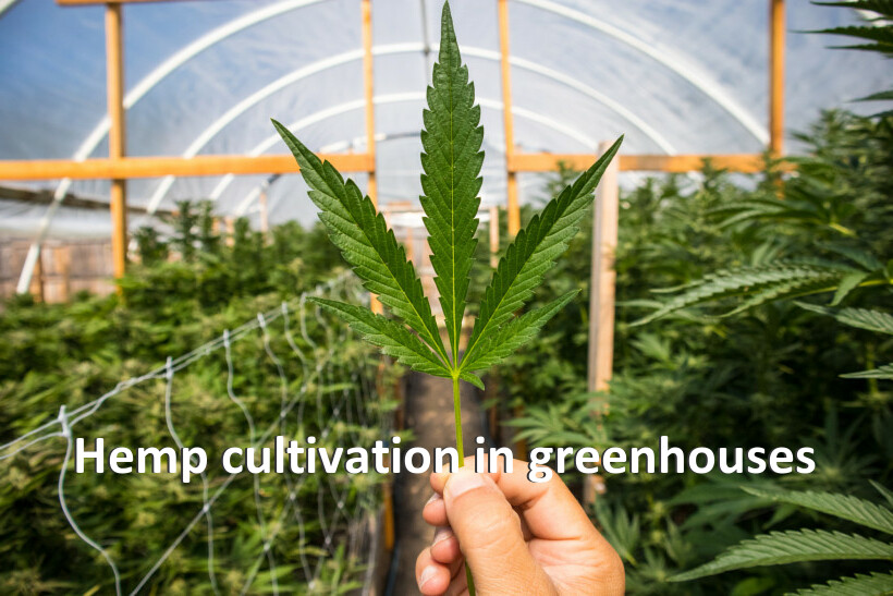 Hemp cultivation in greenhouses