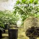 Growing Cannabis Sativa (Industrial Hemp) indoors