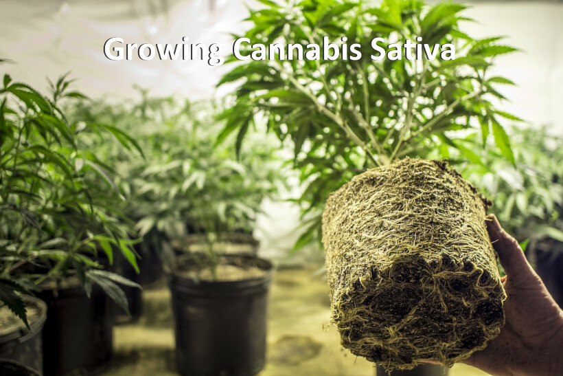 Growing Cannabis Sativa