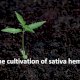 Growing Cannabis Sativa (Industrial Hemp) outdoors