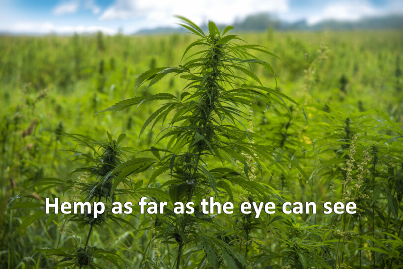 Hemp as far as the eye can see