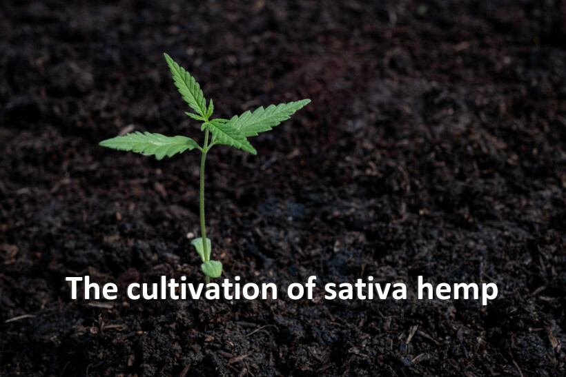 The cultivation of sativa hemp