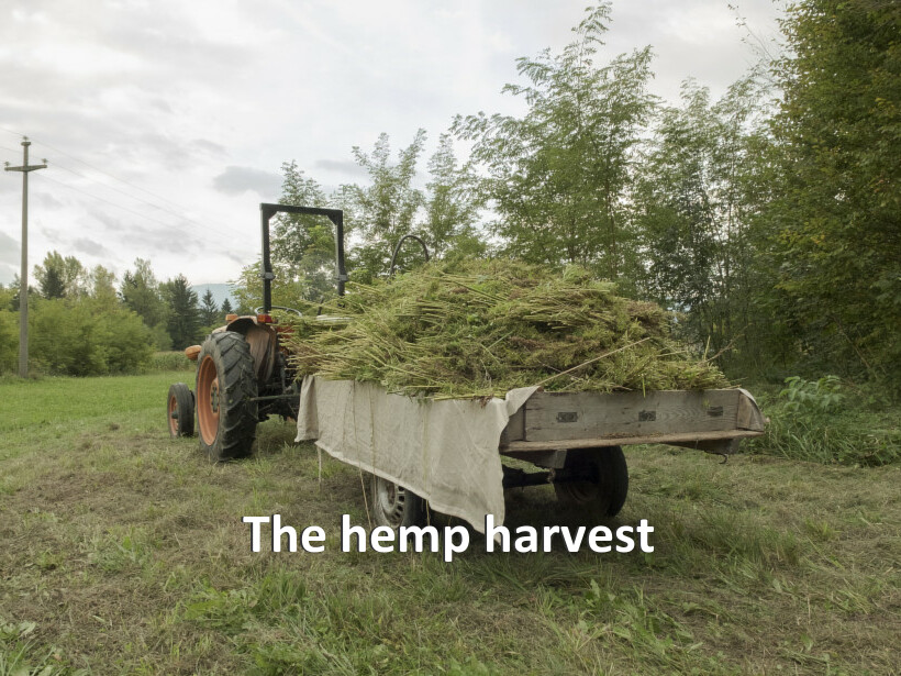 The hemp harvest