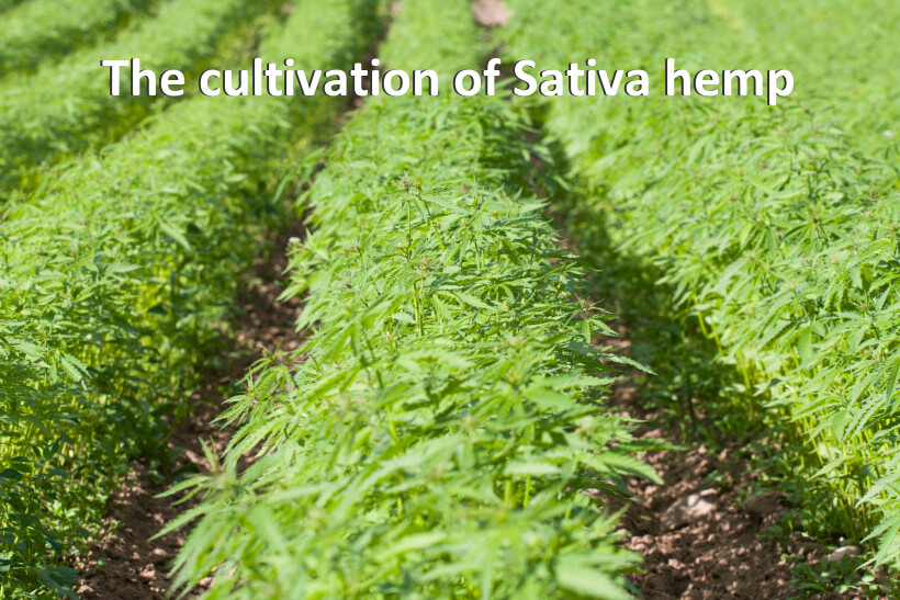 The cultivation of Sativa hemp