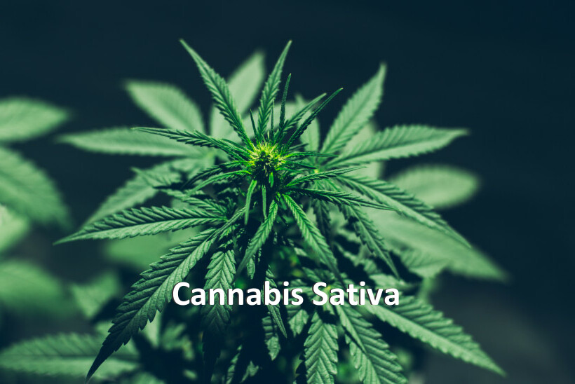 Cannabis Sativa