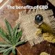 What are the effects of CBD?