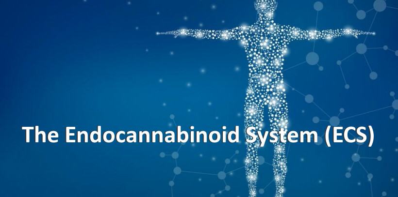 The Endocannabinoid System (ECS)