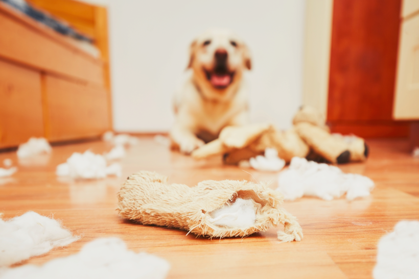 Hund Angst Zerstörung