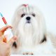 CBD, welche Anwendung bei diabetischen Hunden ?