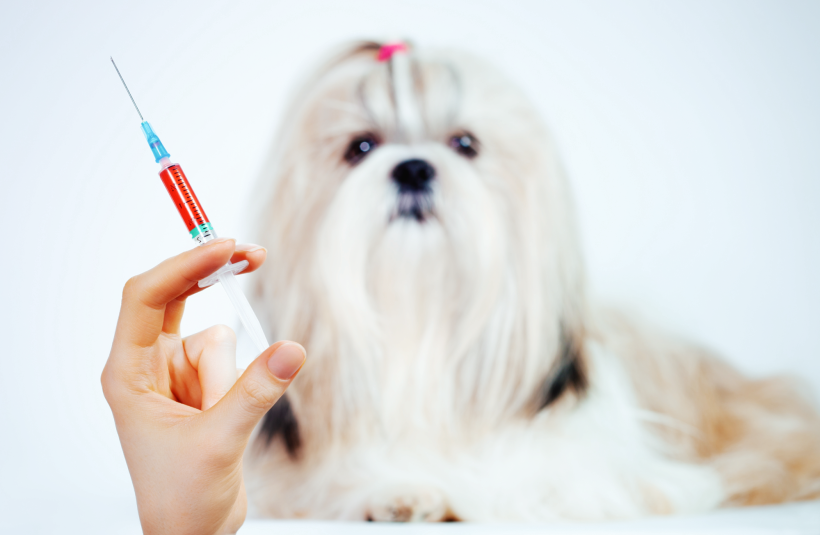 hund diabetes und CBD