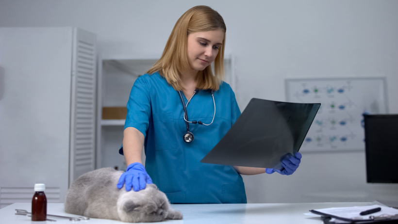 Tierarzt CBD Katze Arthrose