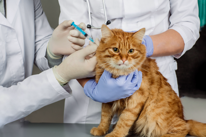 Katze Diabetes Tierarzt CBD