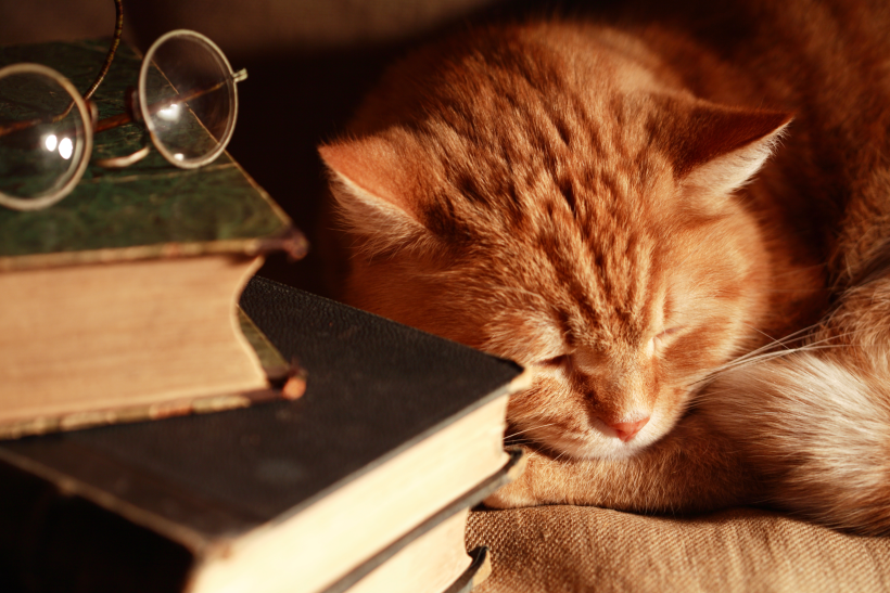 Katze mit Diabetes schläft Bücher 