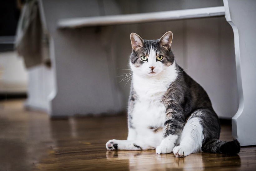 übergewichtige sitzende Katze und CBD