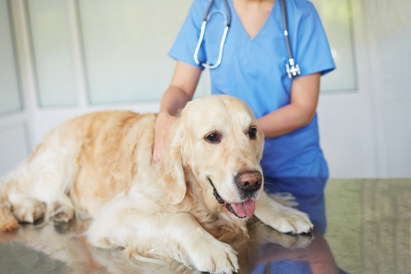 perro en el veterinario CBD