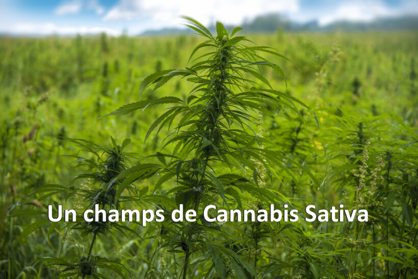 Un champs de Cannabis Sativa